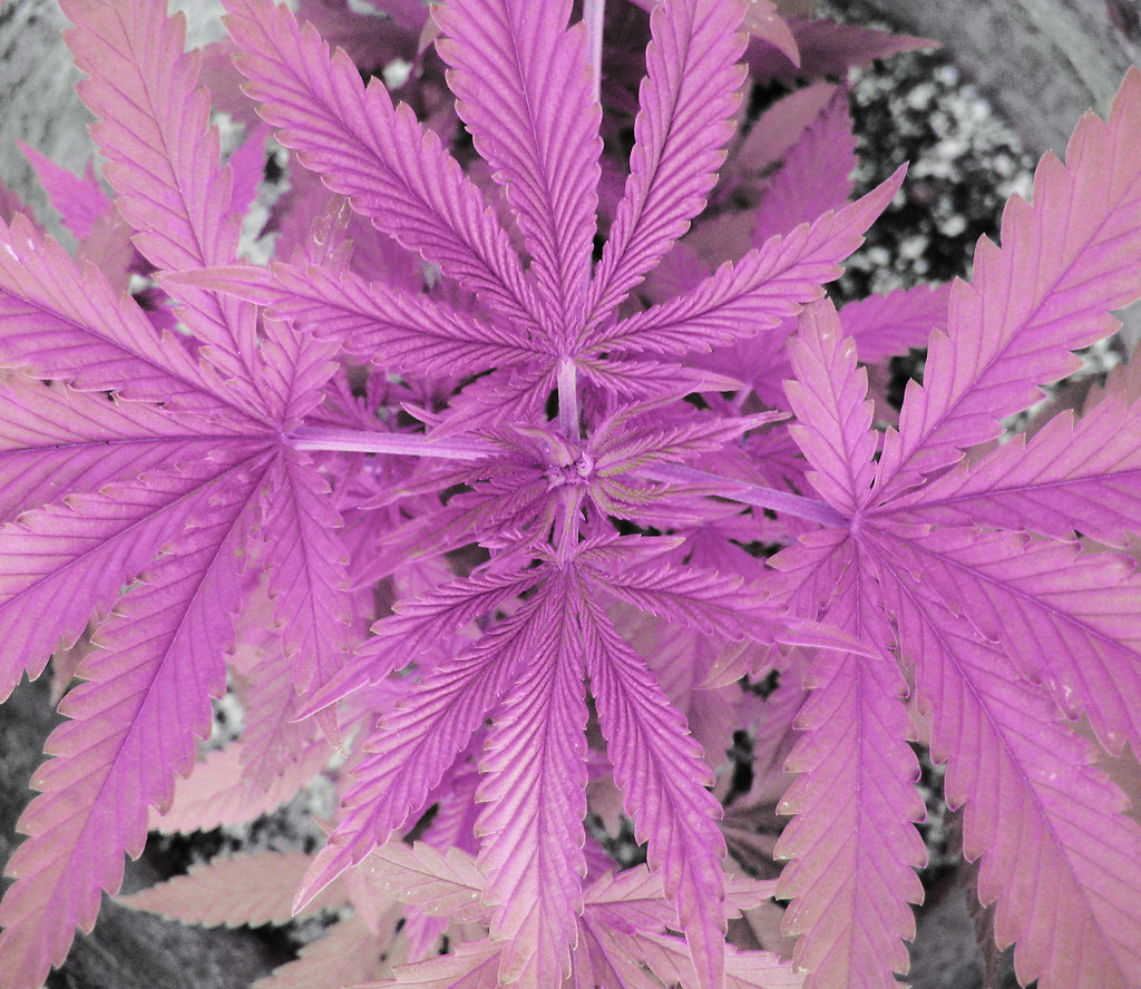 Close-up of hemp leaves